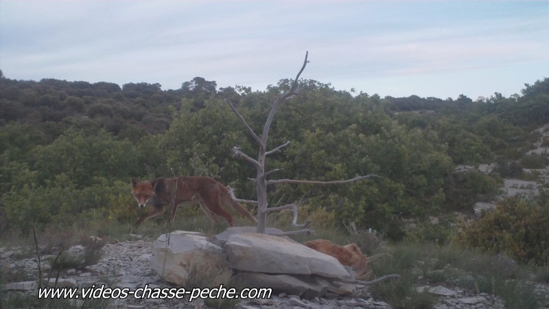 corbeaux renard avec appat